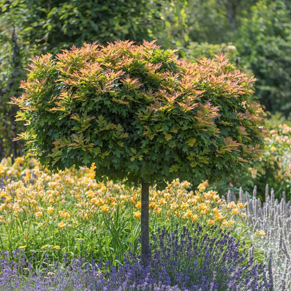 Stejar Pitic Globular Green Dwarf