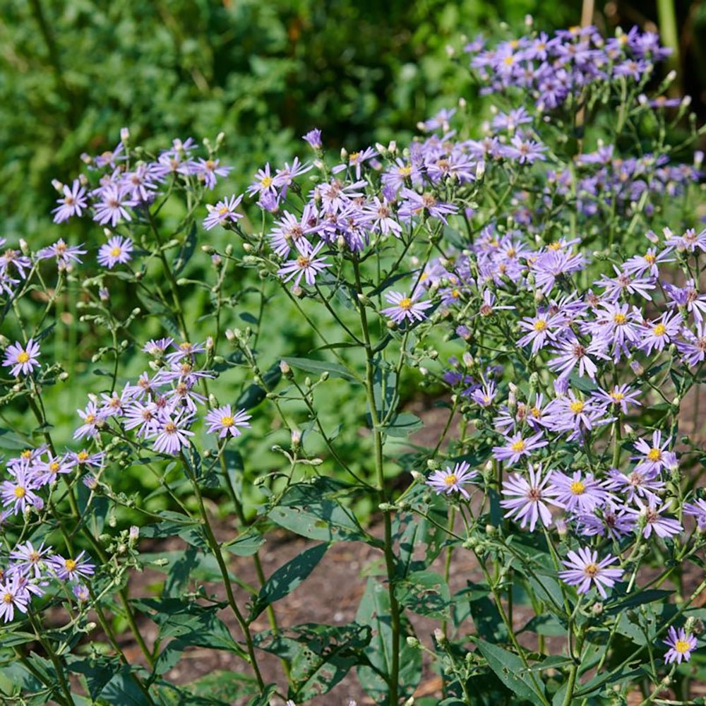 Steluta de Toamna (Aster) Ageratoides Eleven Purple