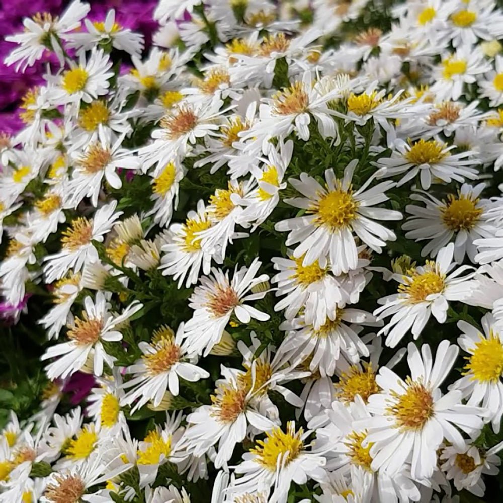 Steluta de Toamna (Aster) Apollo