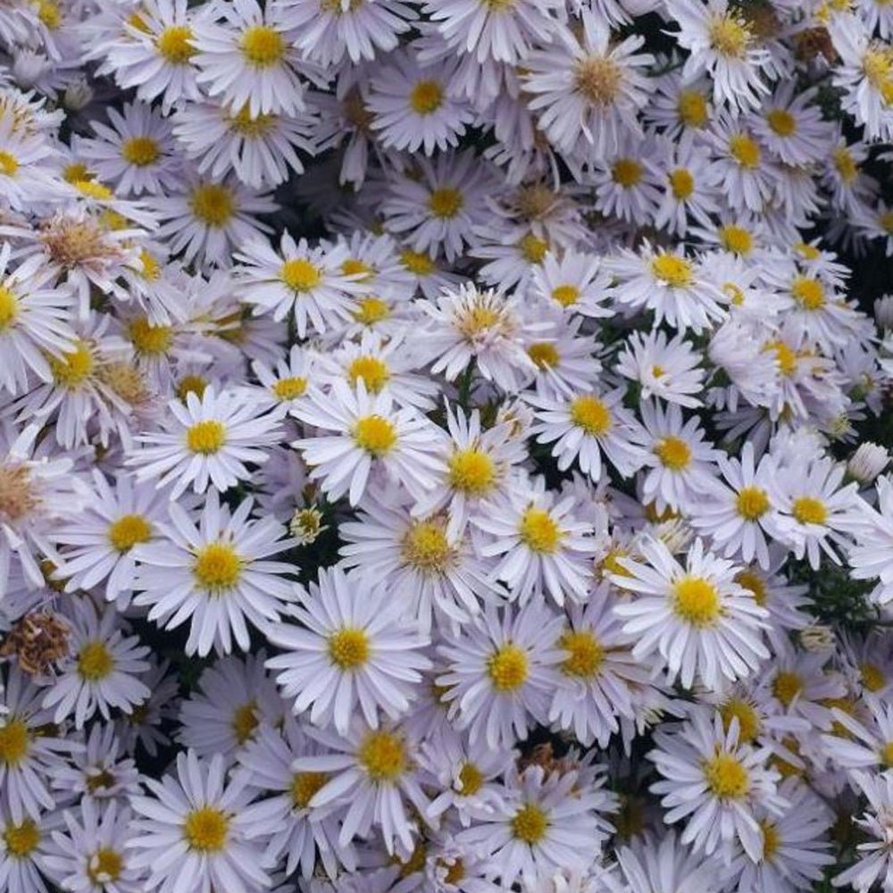 Steluta de Toamna (Aster) Apollo