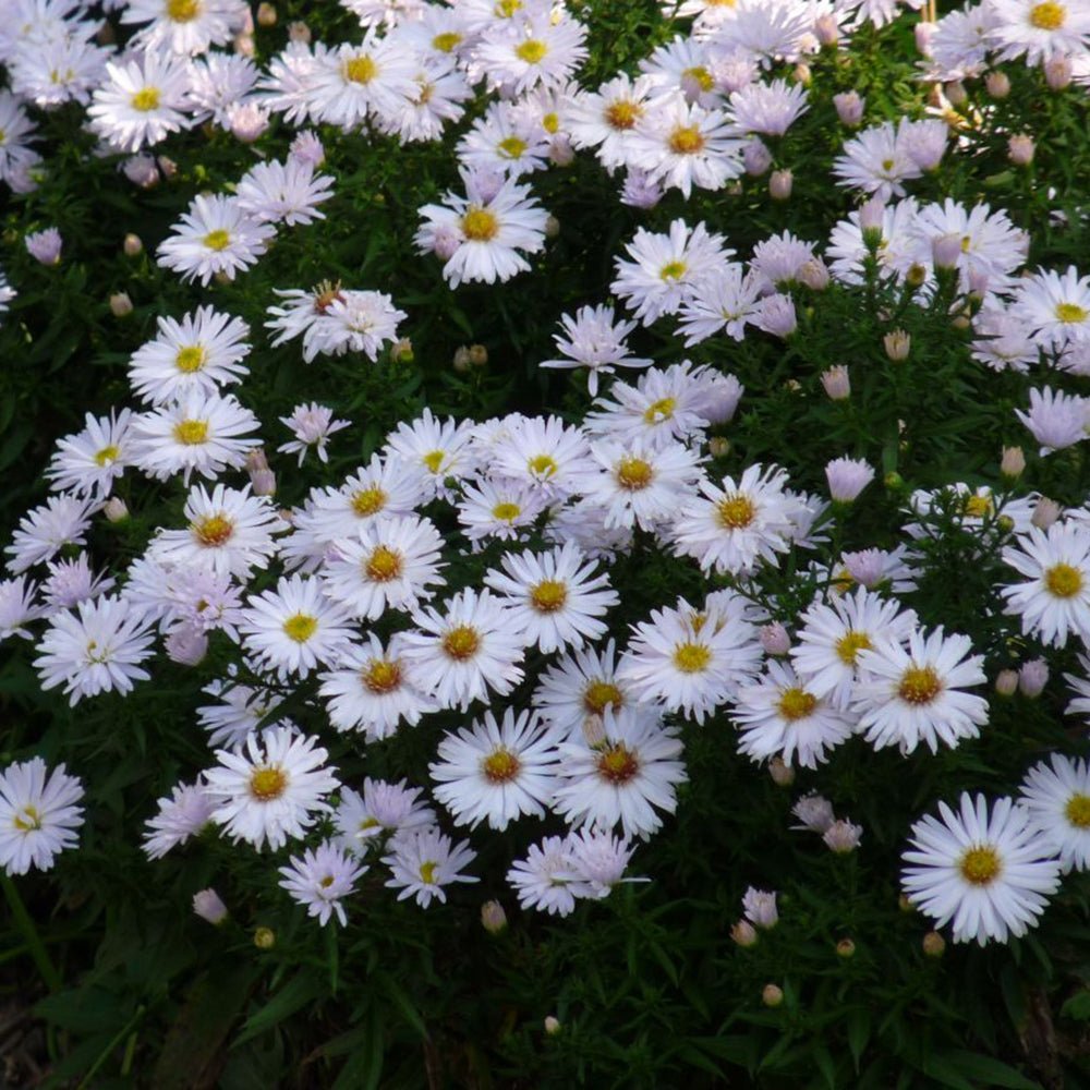 Steluta de Toamna (Aster) Apollo