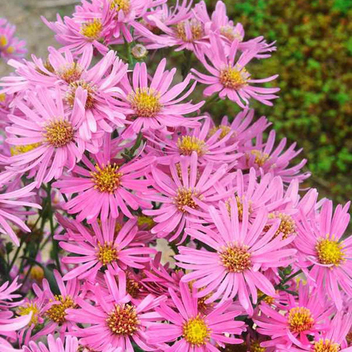 Steluta de Toamna (Aster) Brilliant