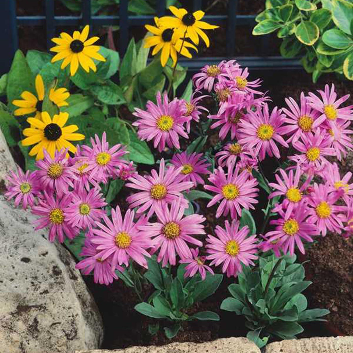 Steluta de Toamna (Aster) Brilliant