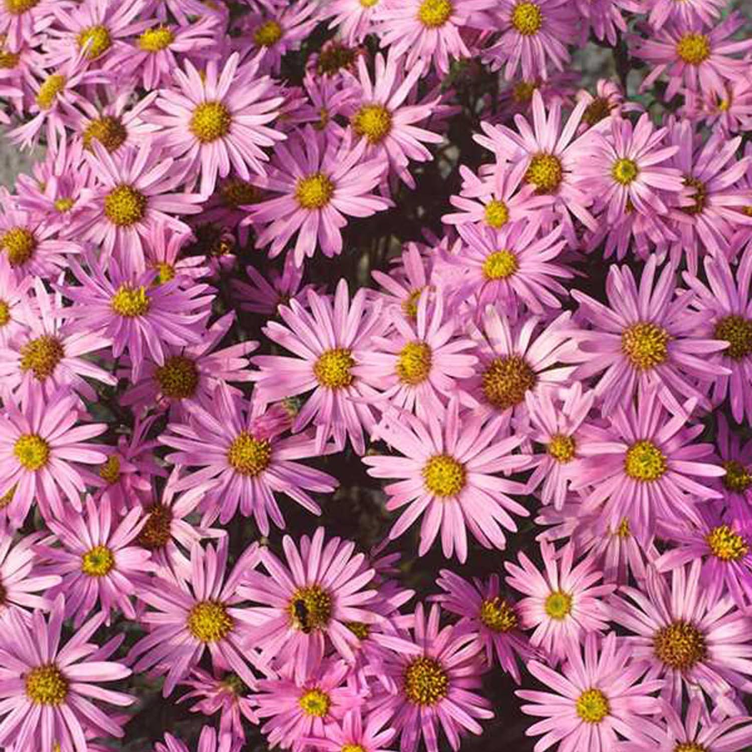 Steluta de Toamna (Aster) Brilliant