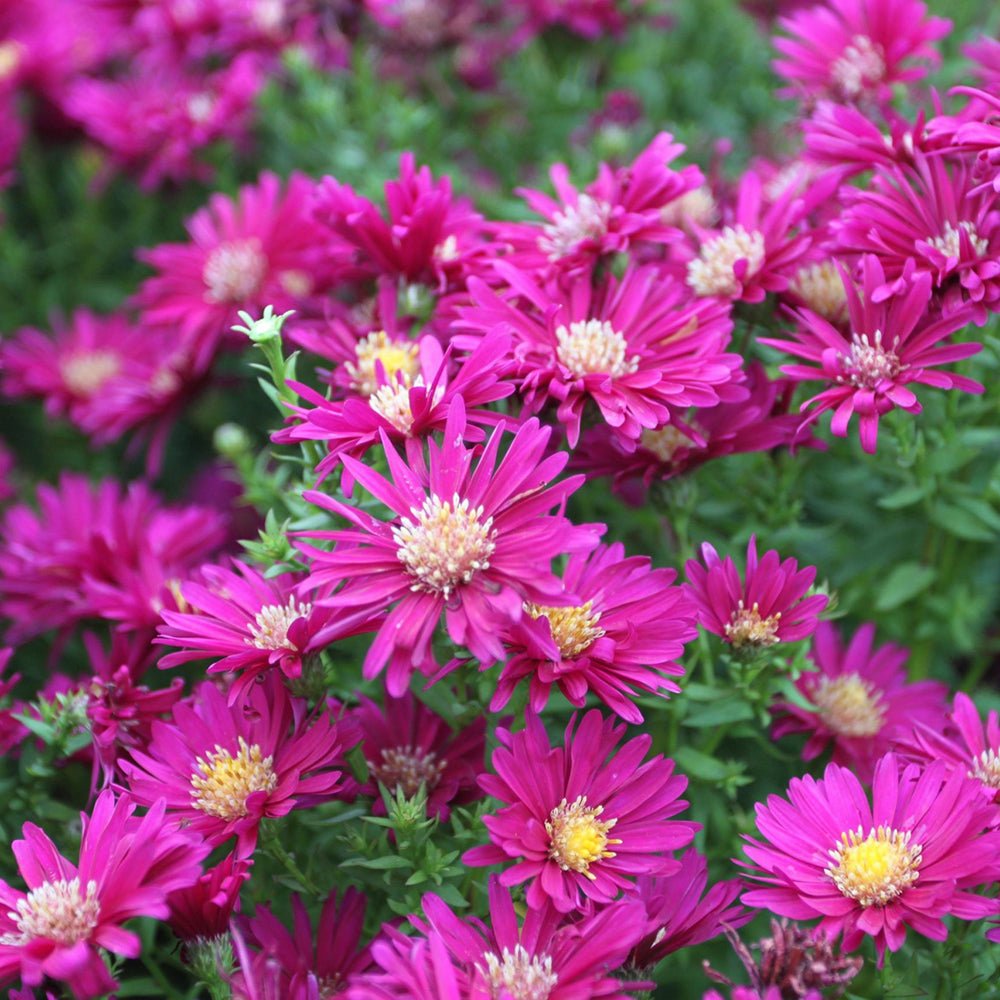 Steluta de Toamna (Aster) Crimson Brocade