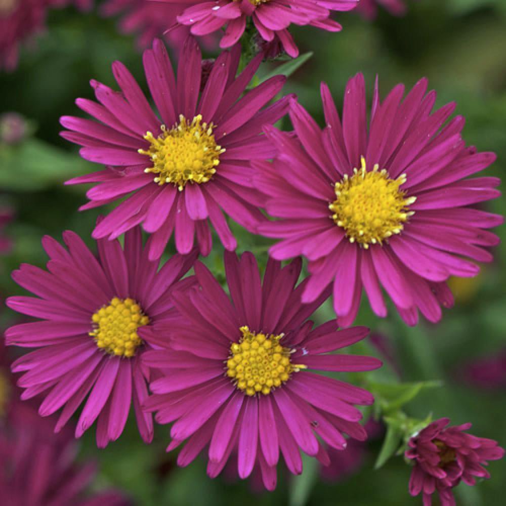 Steluta de Toamna (Aster) Crimson Brocade