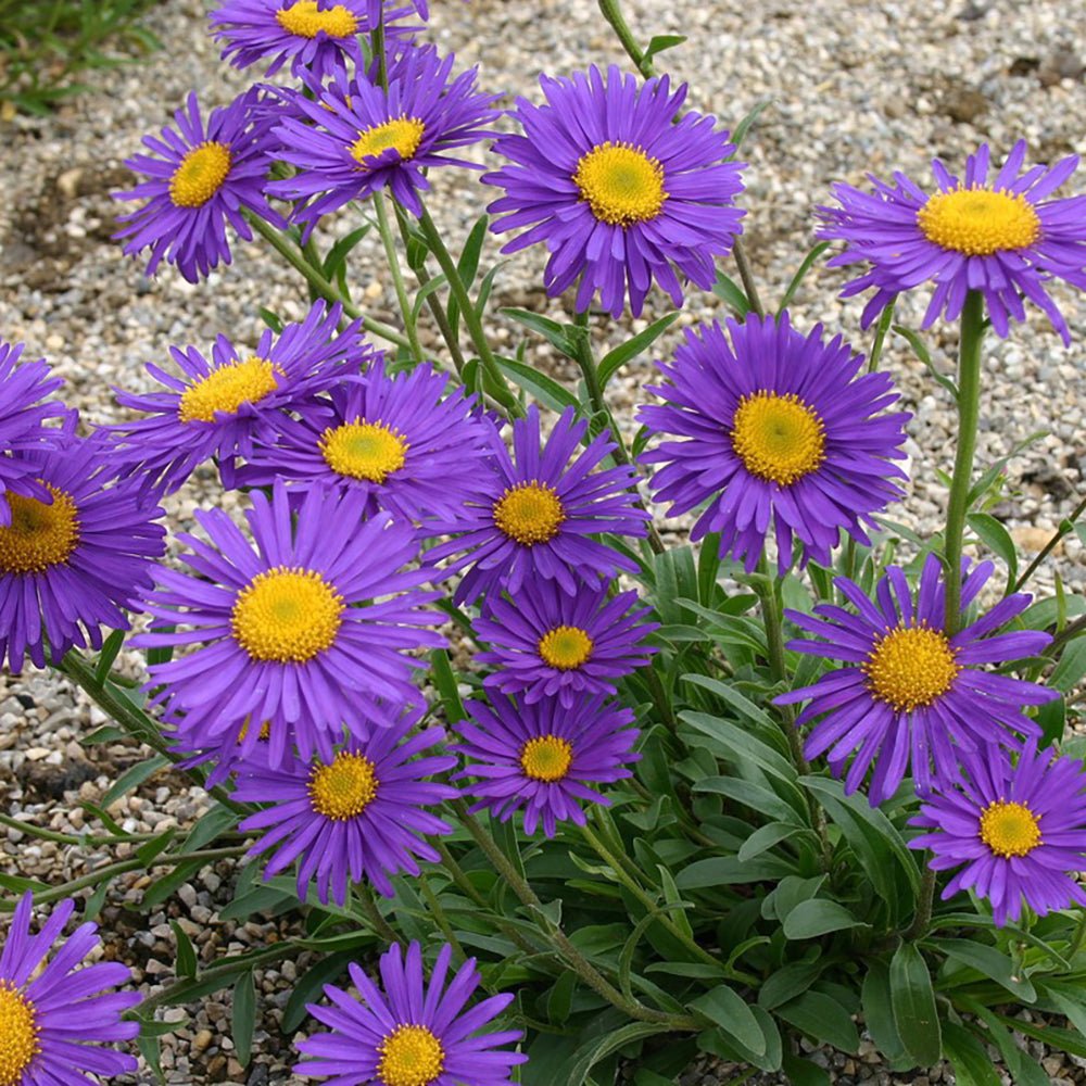 Steluta de Toamna (Aster) Dunkle Schone