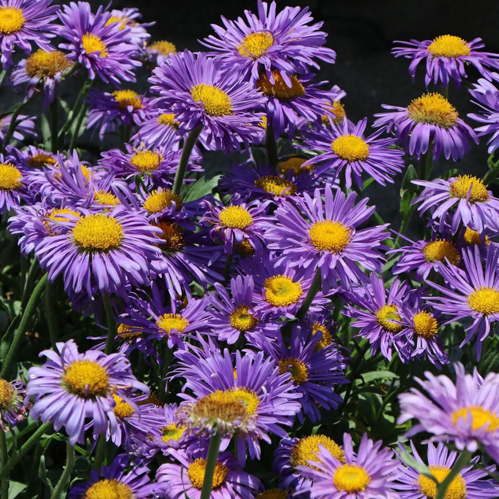 Steluta de Toamna (Aster) Dunkle Schone