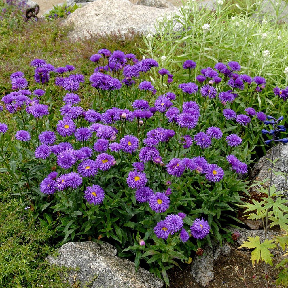 Steluta de Toamna (Aster) Dunkle Schone