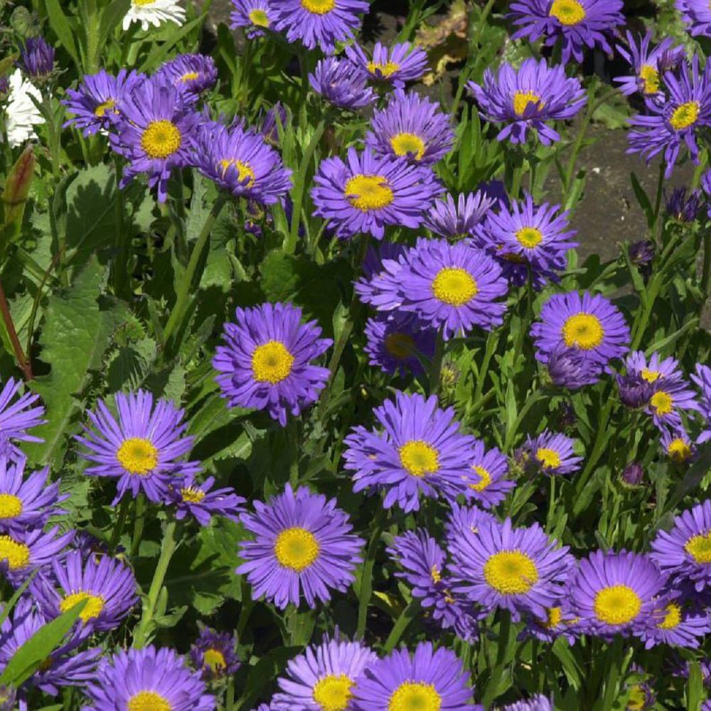 Steluta de Toamna (Aster) Dunkle Schone