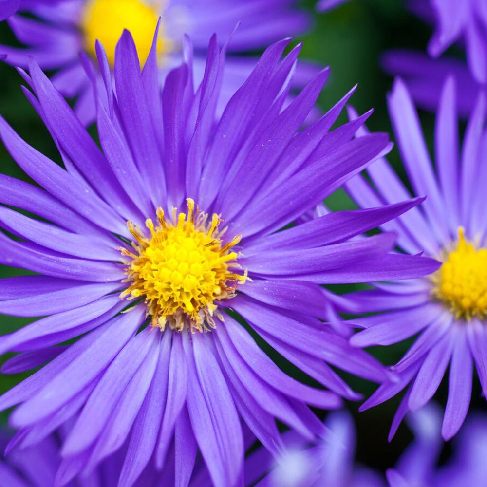 Steluta de Toamna (Aster) Dunkle Schone