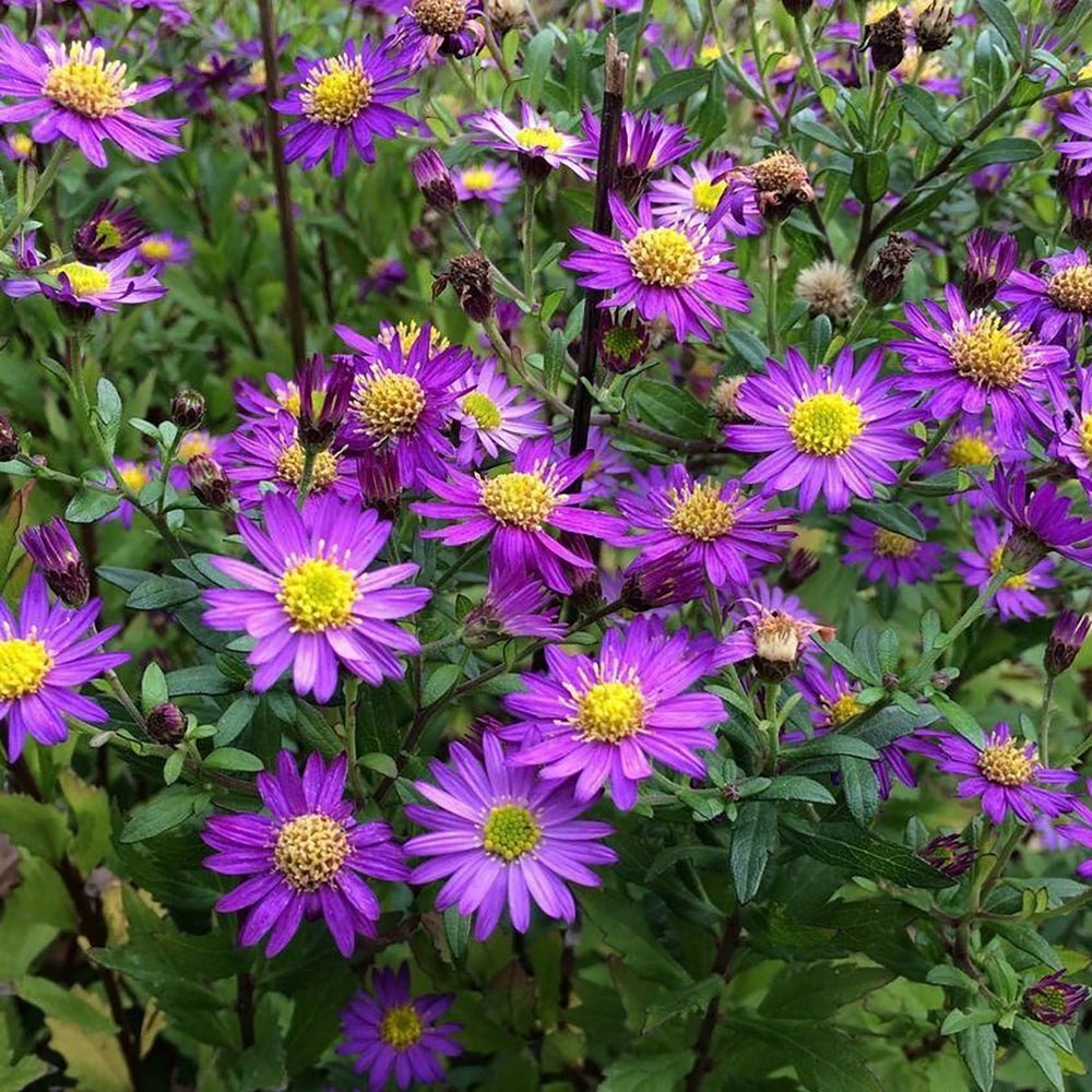 Steluta de Toamna (Aster) Ezo Murazaki