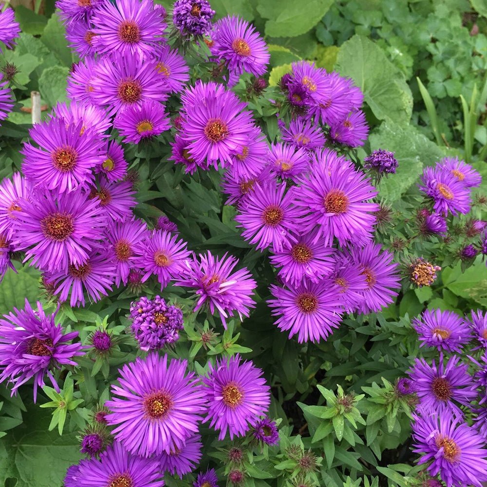 Steluta de Toamna (Aster) Ezo Murazaki