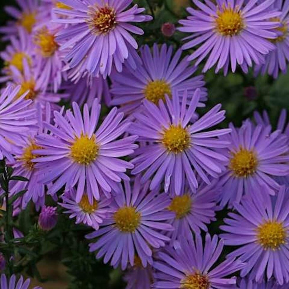 Steluta de Toamna (Aster) Frikartii Monch