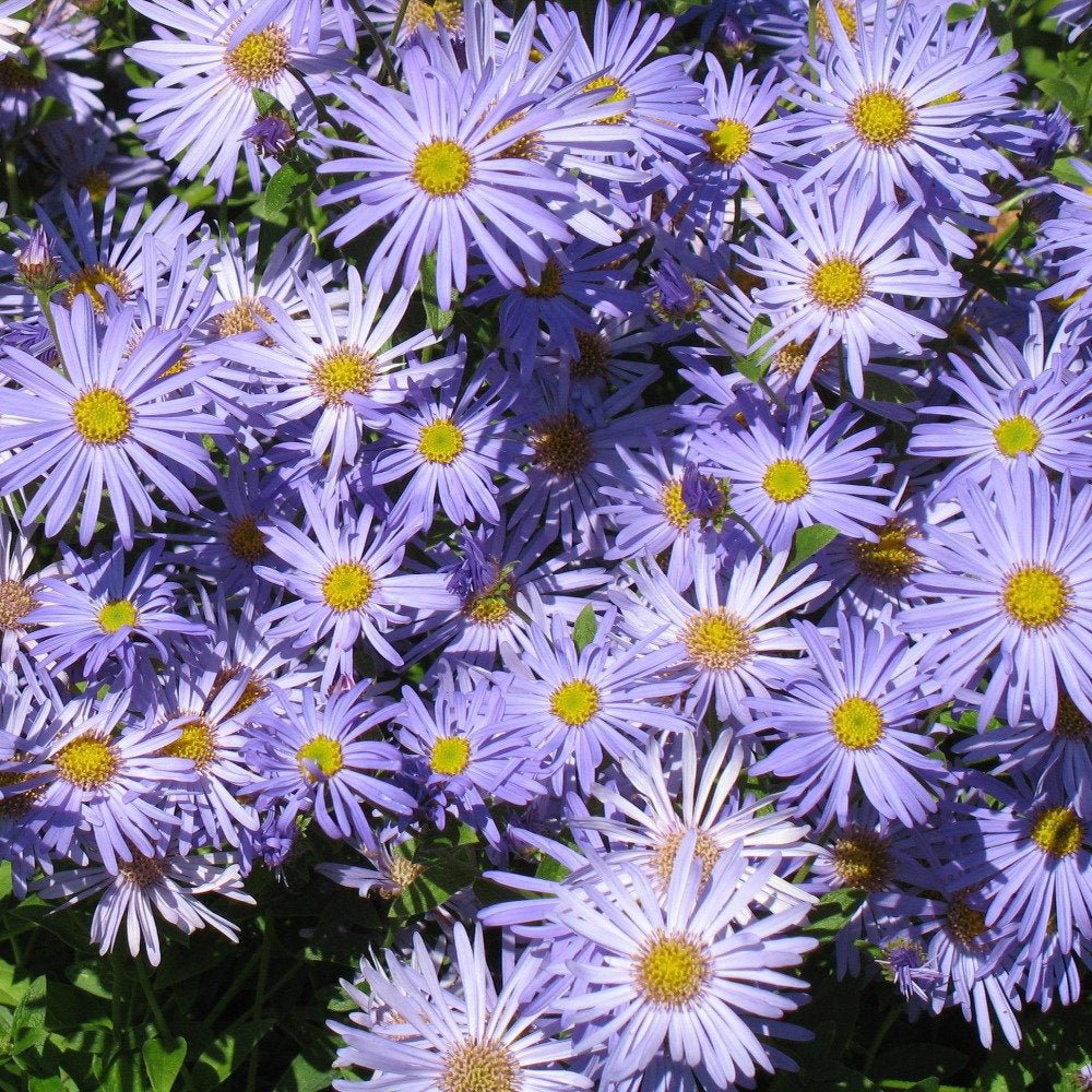 Steluta de Toamna (Aster) Frikartii Monch