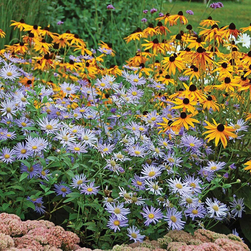 Steluta de Toamna (Aster) Frikartii Monch