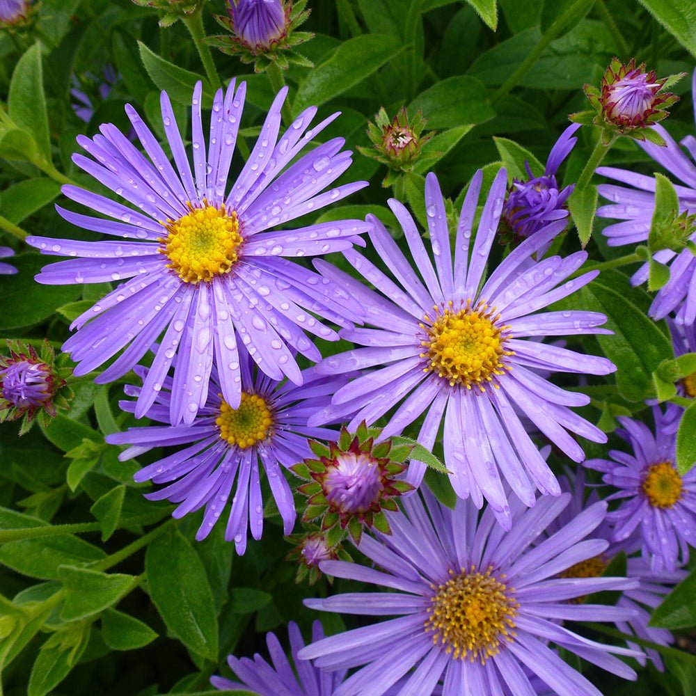 Steluta de Toamna (Aster) Frikartii Monch