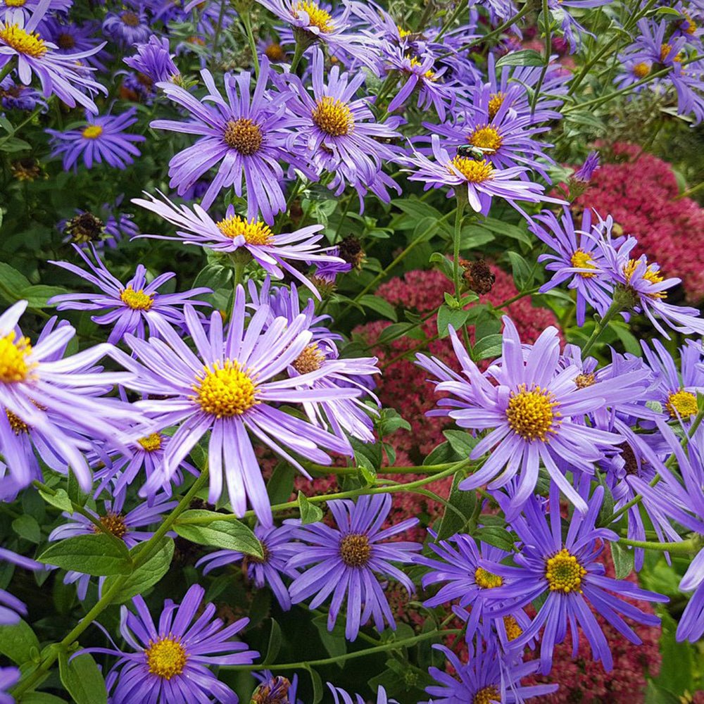 Steluta de Toamna (Aster) Frikartii Monch