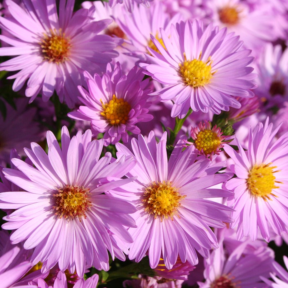 Steluta de Toamna (Aster) Herbstgruss Bresserhof