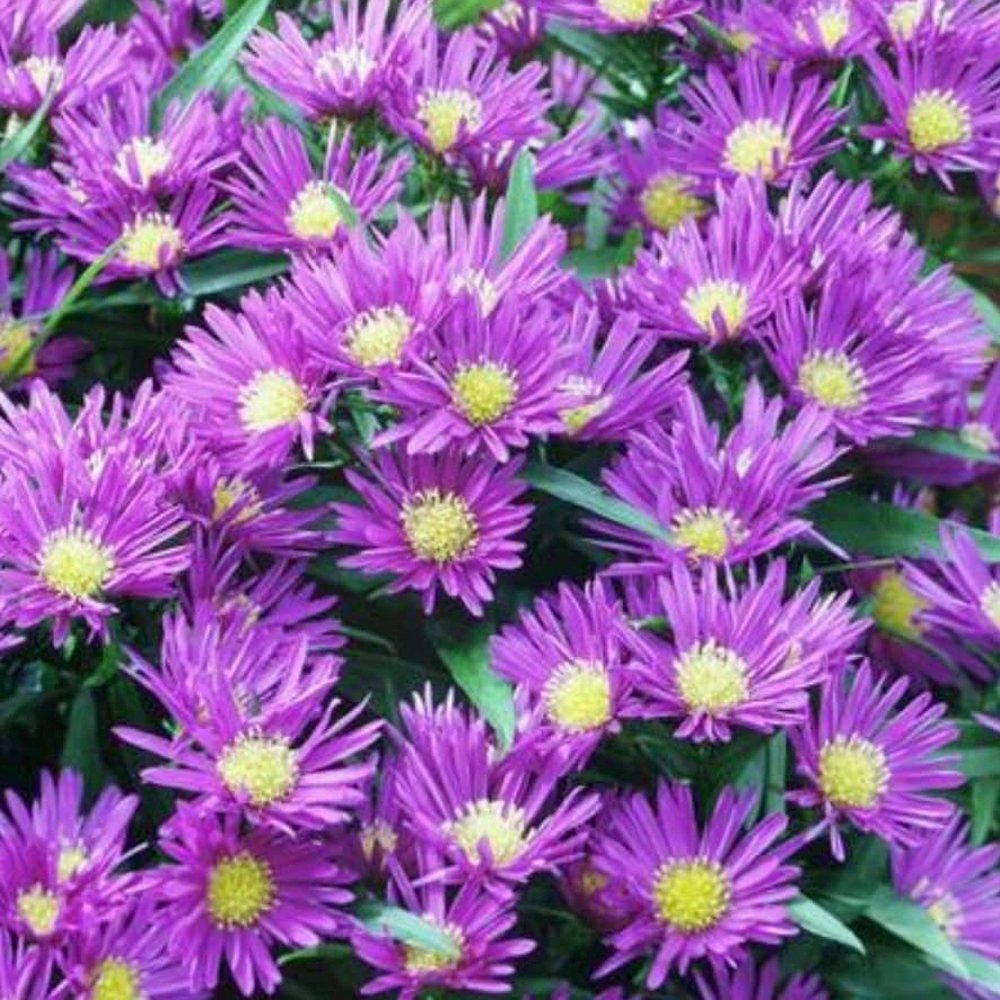 Steluta de Toamna (Aster) Island Samoa