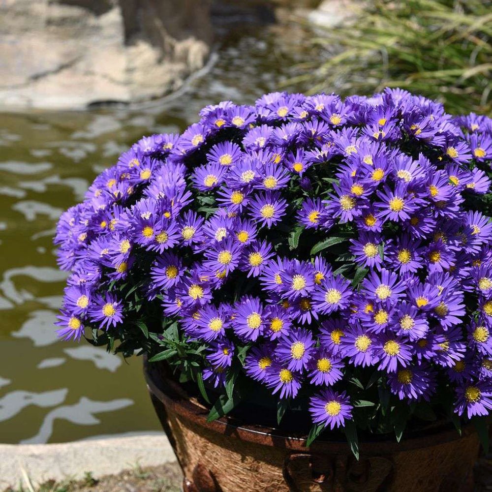Steluta de Toamna (Aster) Island Samoa