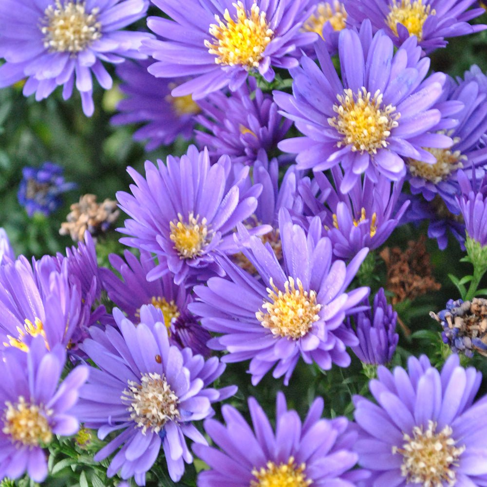 Steluta de Toamna (Aster) Island Samoa