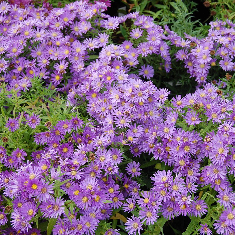 Steluta de Toamna (Aster) Island Samoa