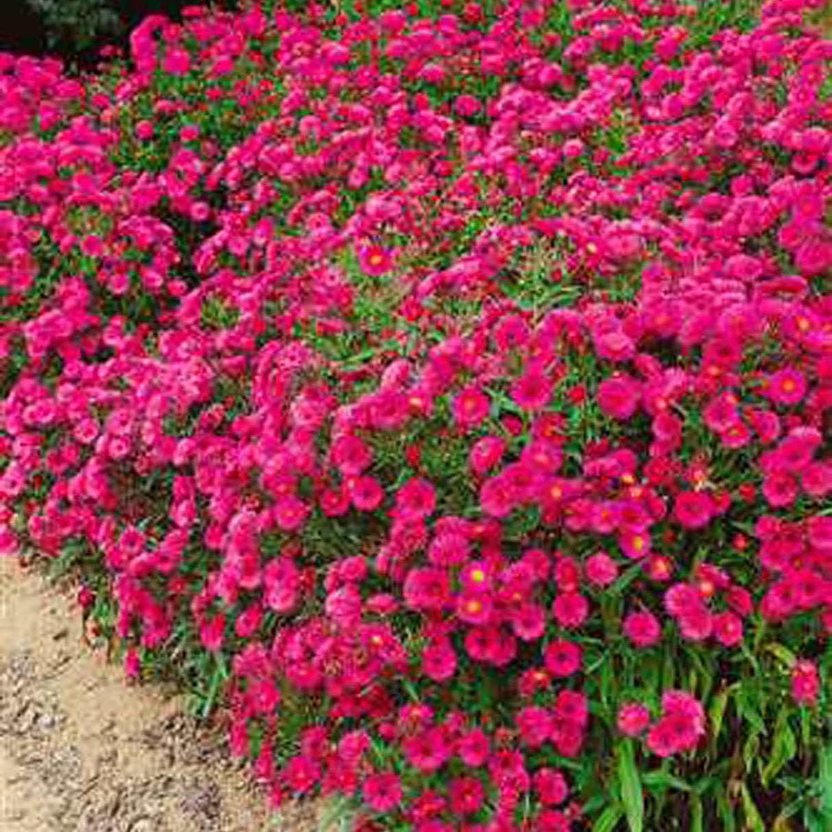 Steluta de Toamna (Aster) Jenny