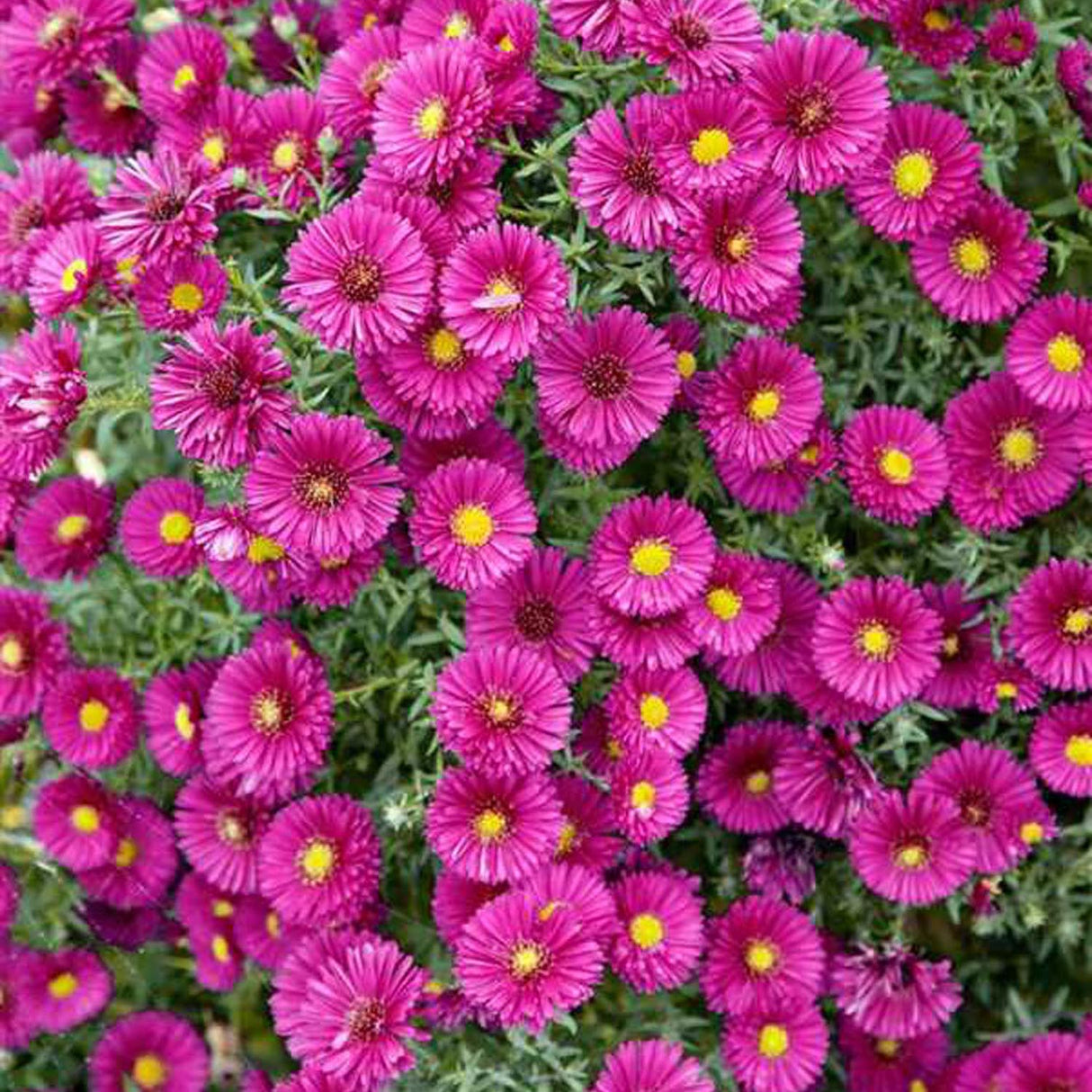 Steluta de Toamna (Aster) Jenny