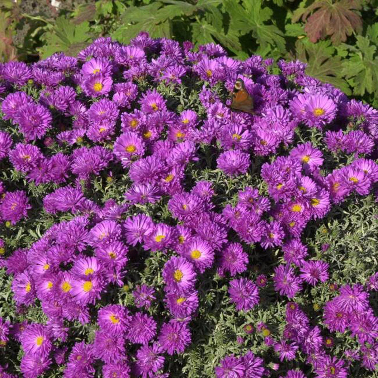 Steluta de Toamna (Aster) Kassel