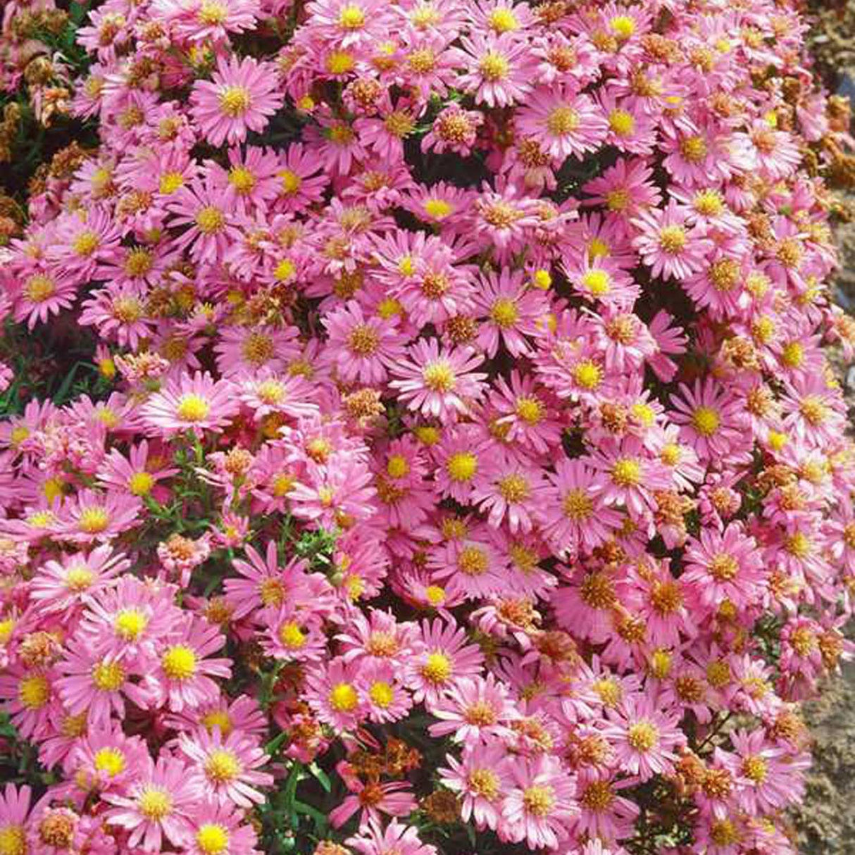 Steluta de Toamna (Aster) Kassel