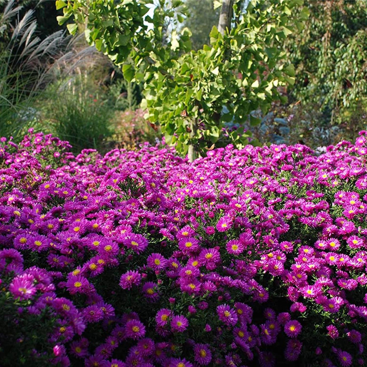 Steluta de Toamna (Aster) Kassel