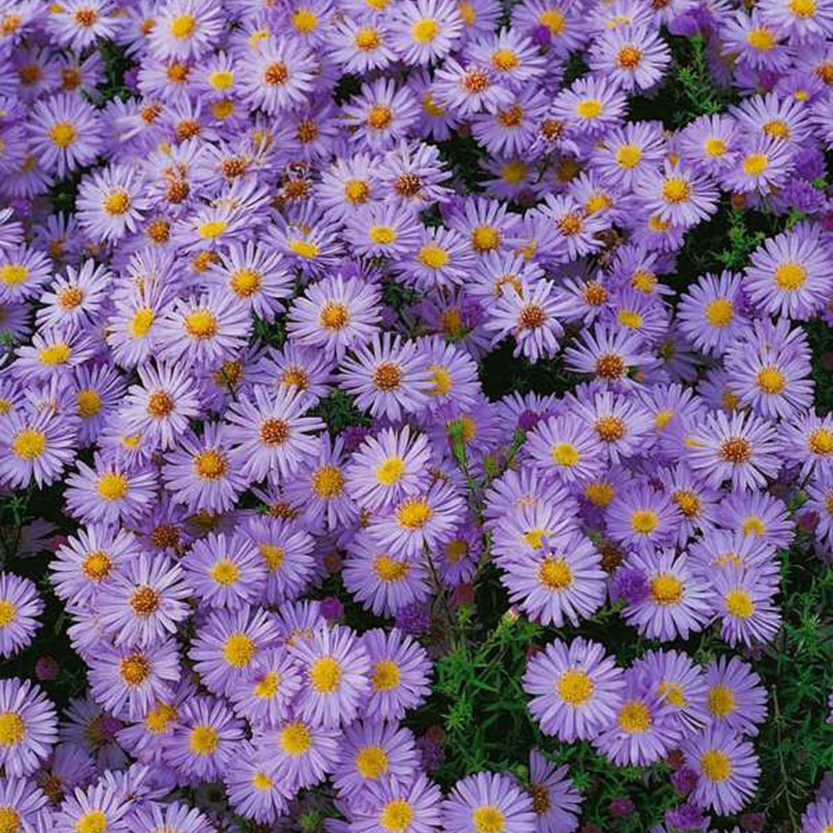 Steluta de Toamna (Aster) Lady In Blue