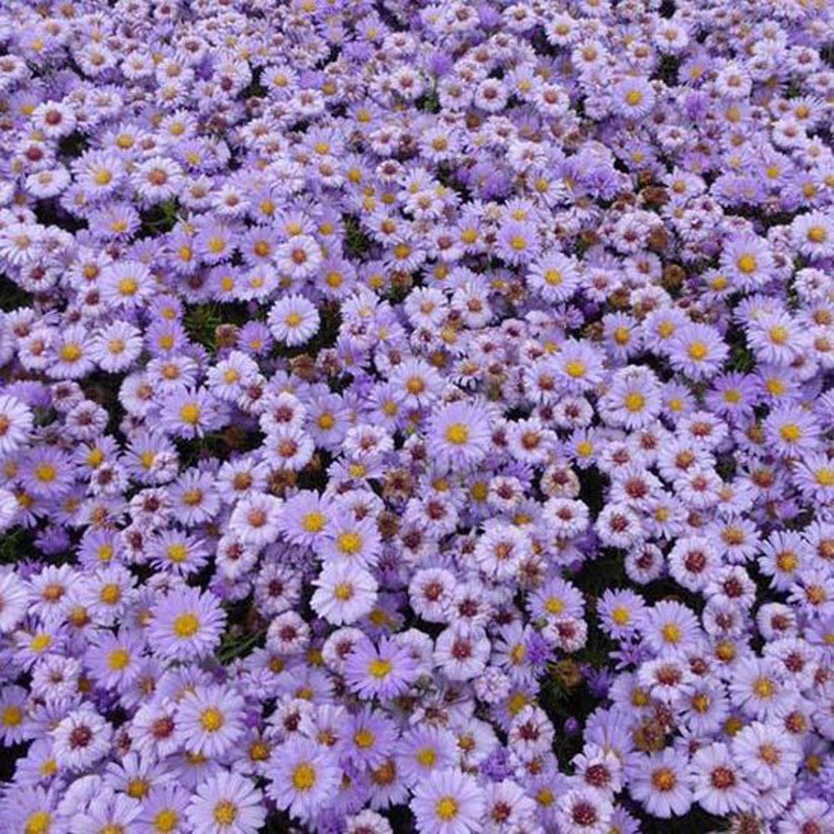 Steluta de Toamna (Aster) Lady In Blue