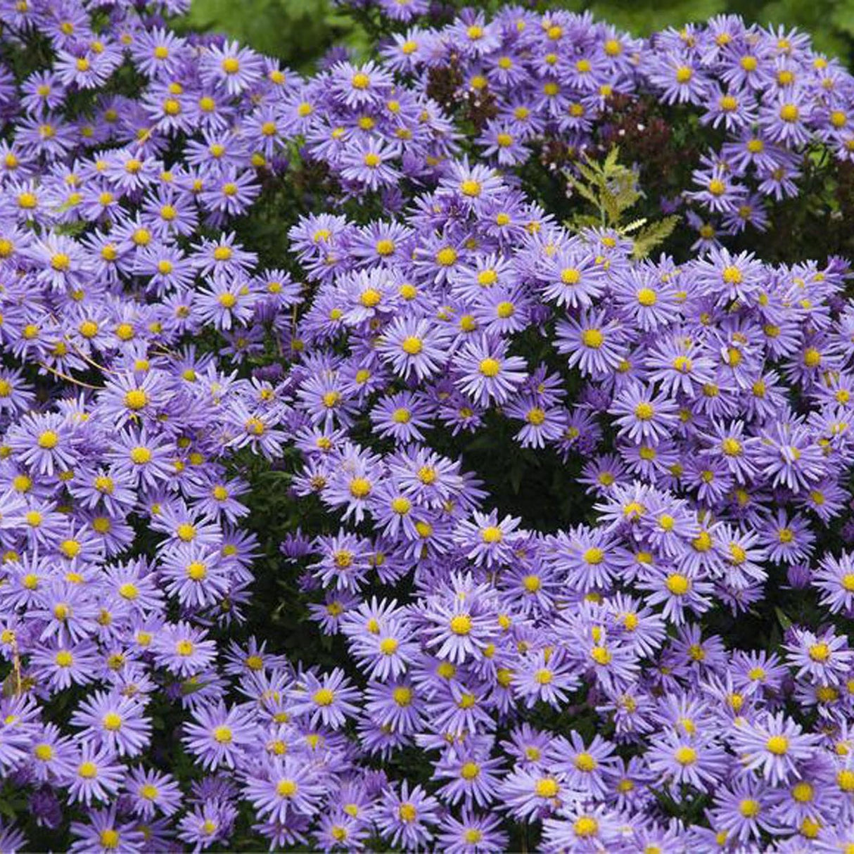 Steluta de Toamna (Aster) Lady In Blue