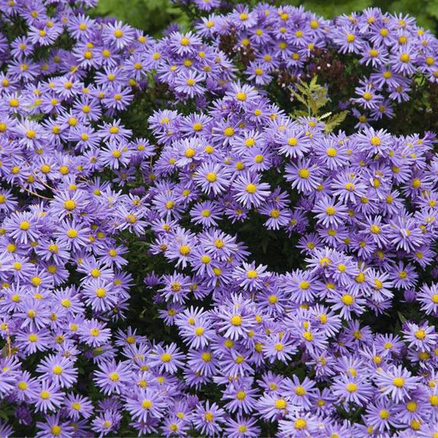 Steluta de Toamna (Aster) Lady In Blue