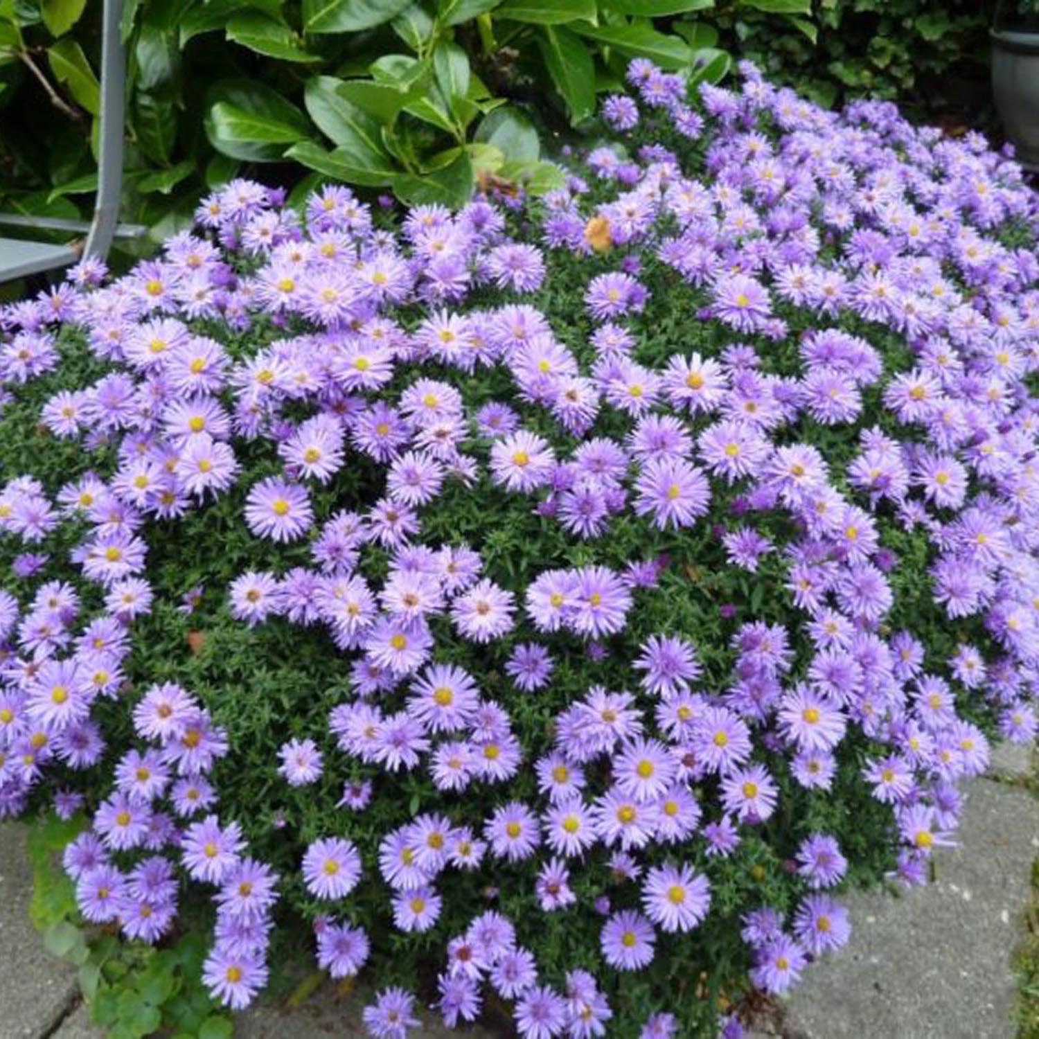Steluta de Toamna (Aster) Lady In Blue