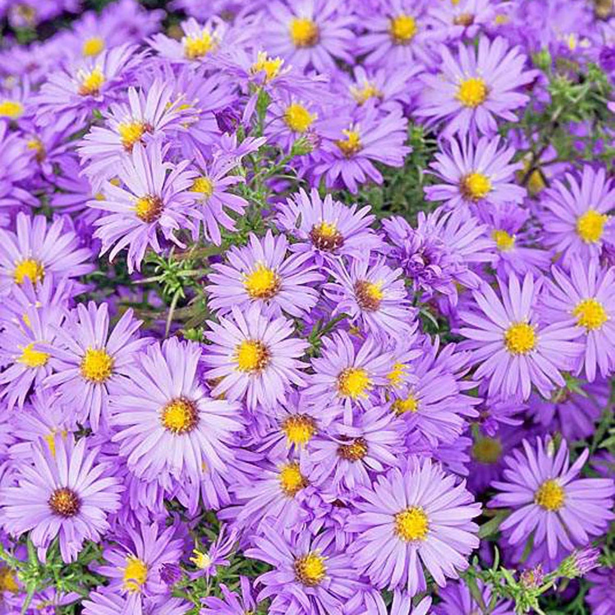 Steluta de Toamna (Aster) Lady In Blue