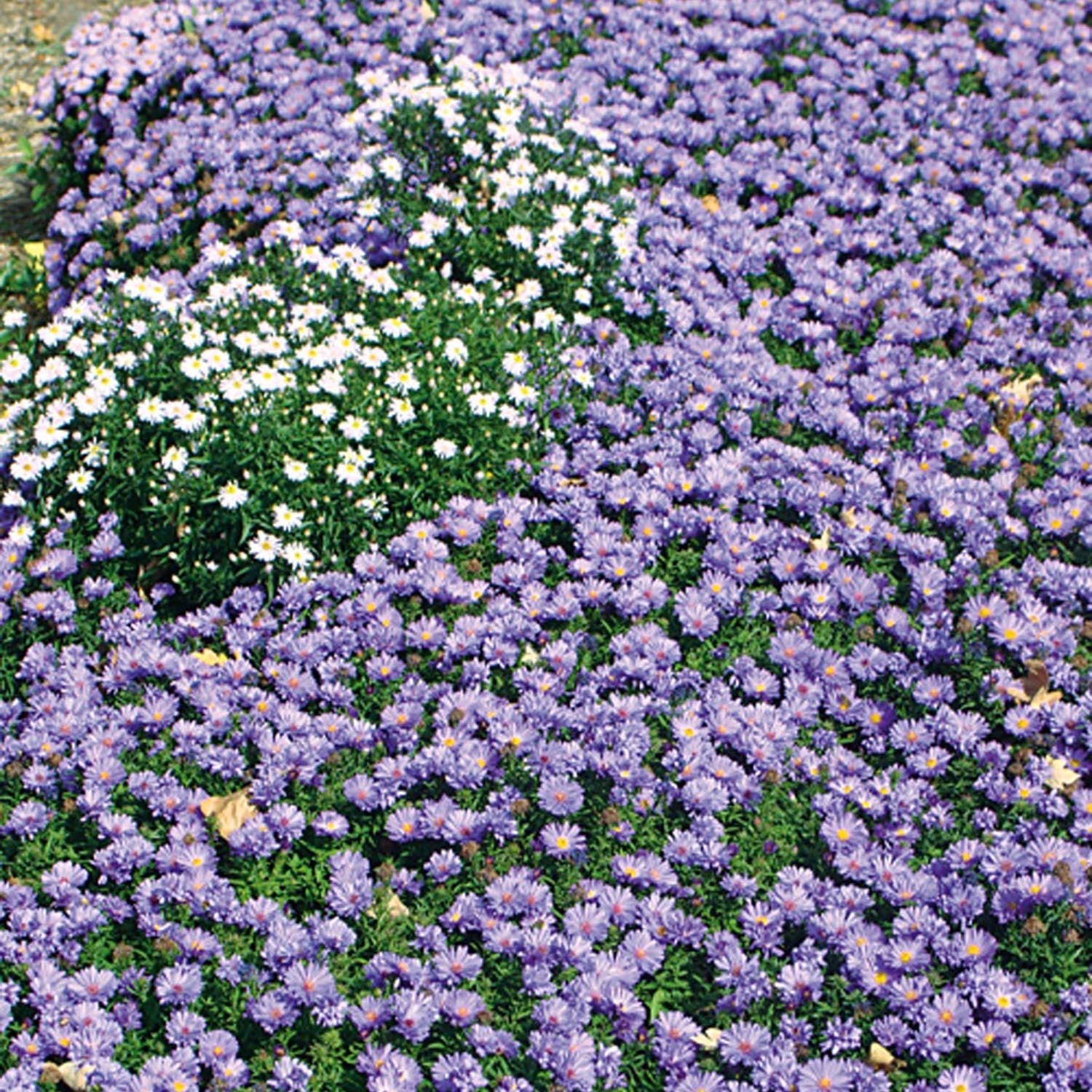 Steluta de Toamna (Aster) Lady In Blue