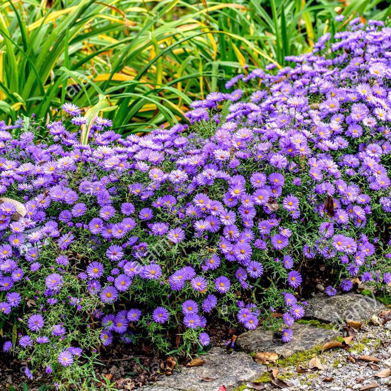 Steluta de Toamna (Aster) Lady In Blue