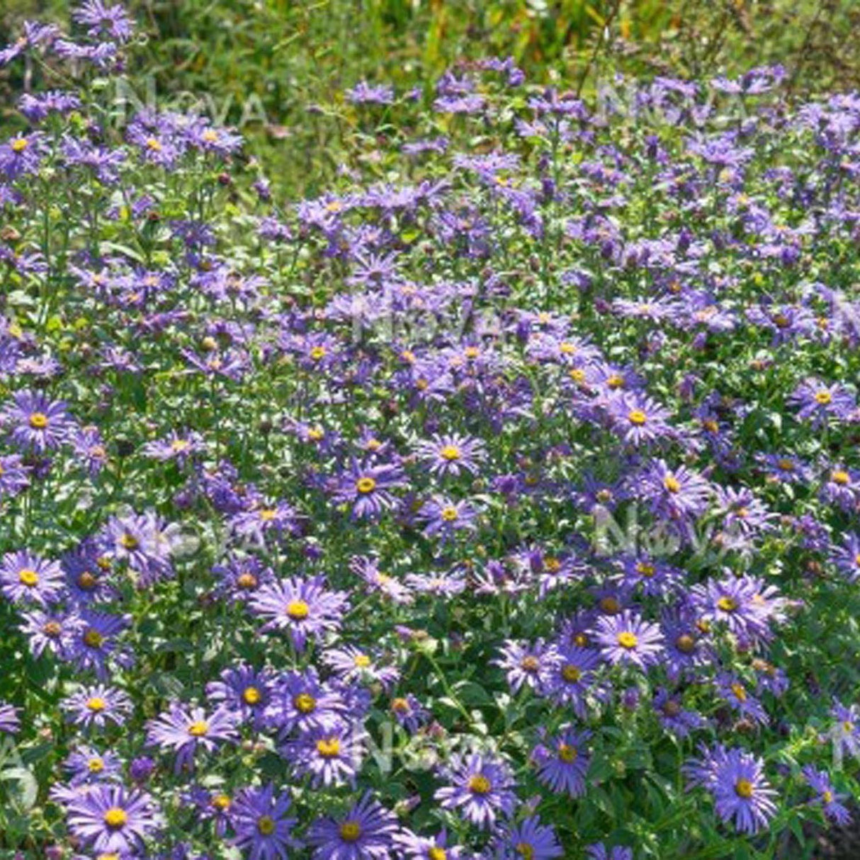 Steluta de Toamna (Aster) Mira