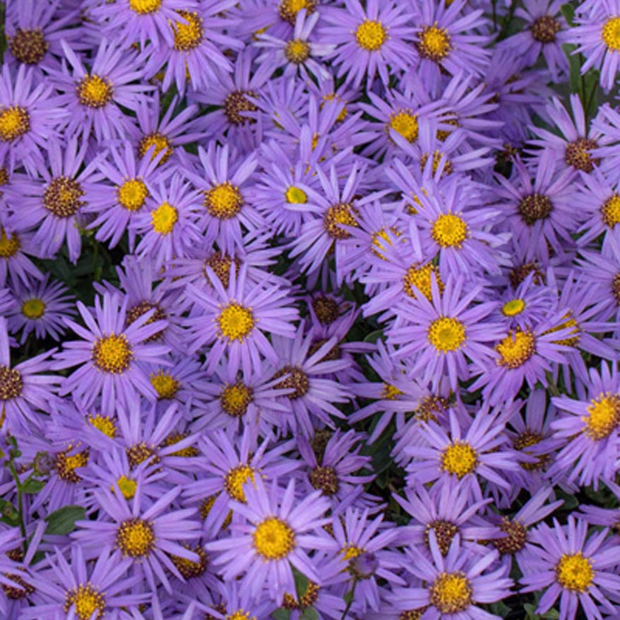 Steluta de Toamna (Aster) Mira