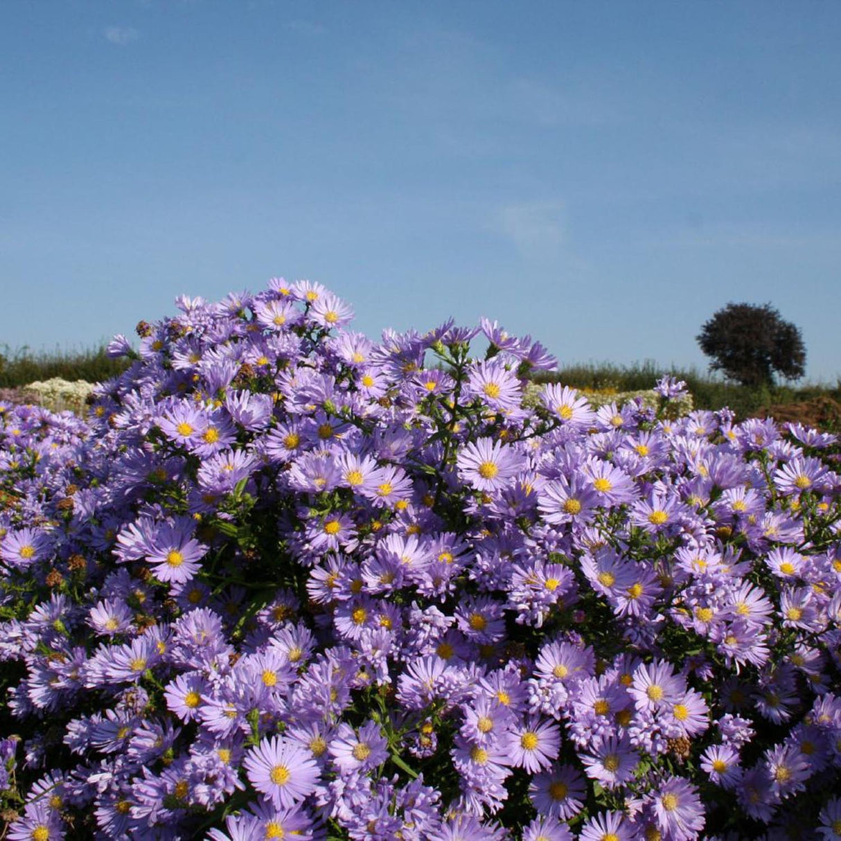 Steluta de Toamna (Aster) Mittelmeer