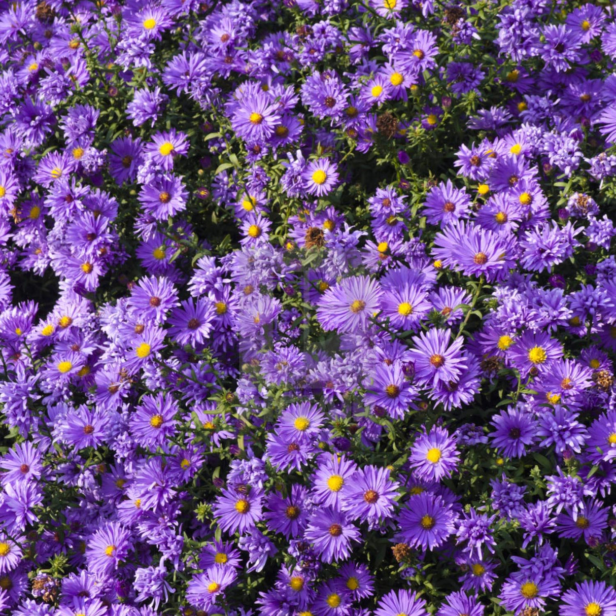 Steluta de Toamna (Aster) Mittelmeer