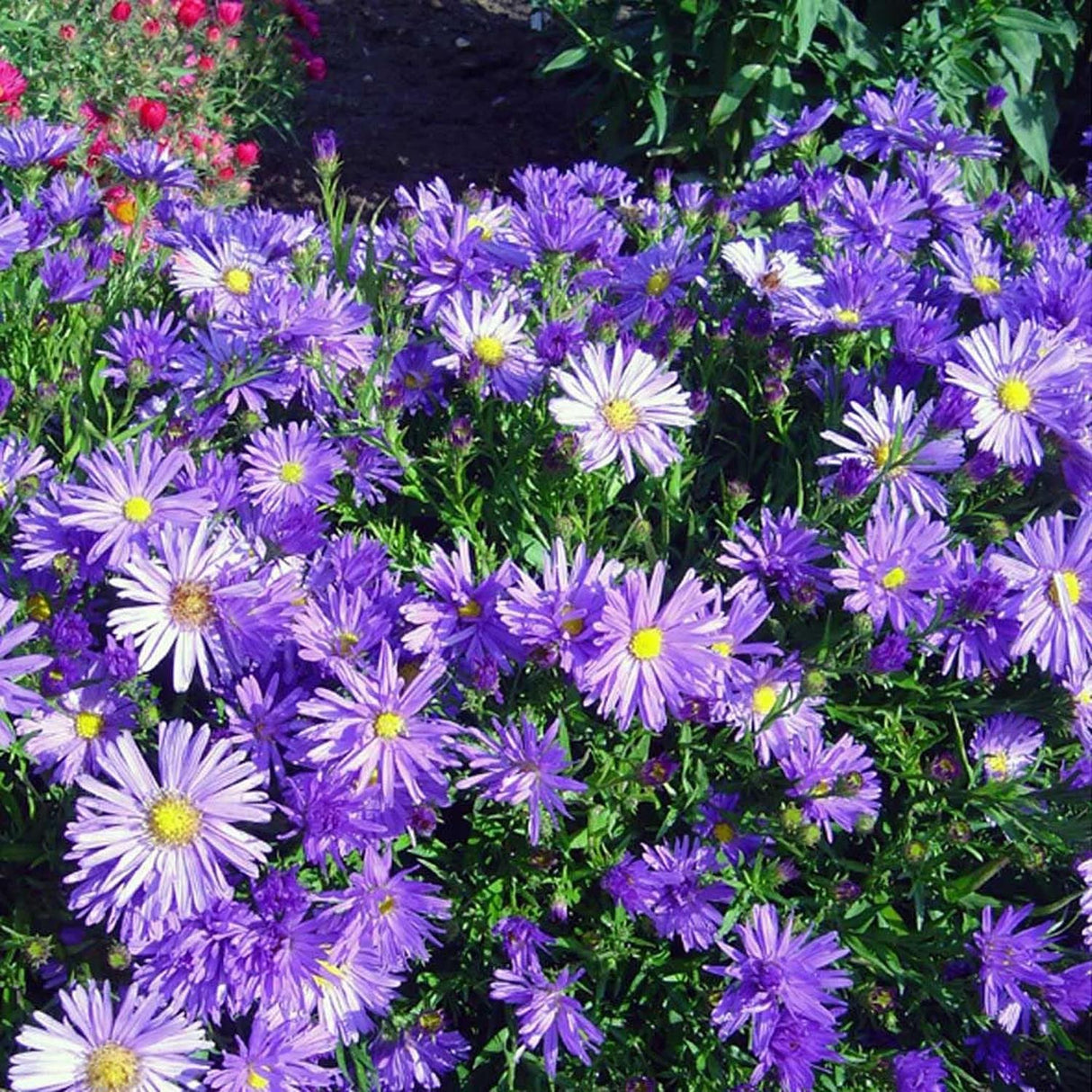 Steluta de Toamna (Aster) Mittelmeer