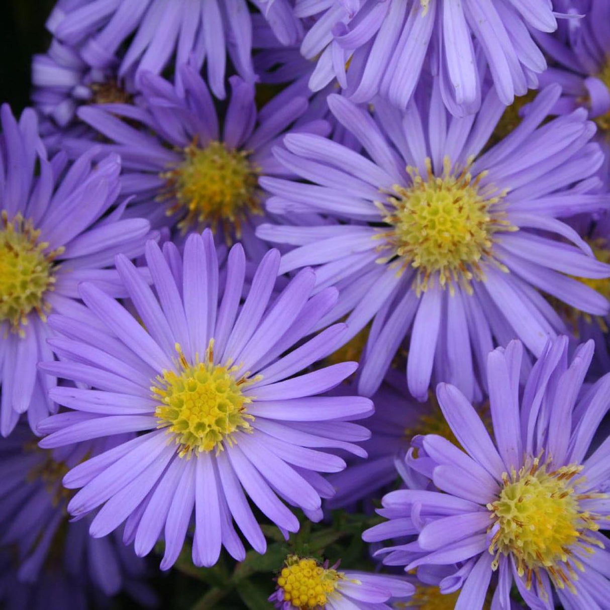 Steluta de Toamna (Aster) Mittelmeer