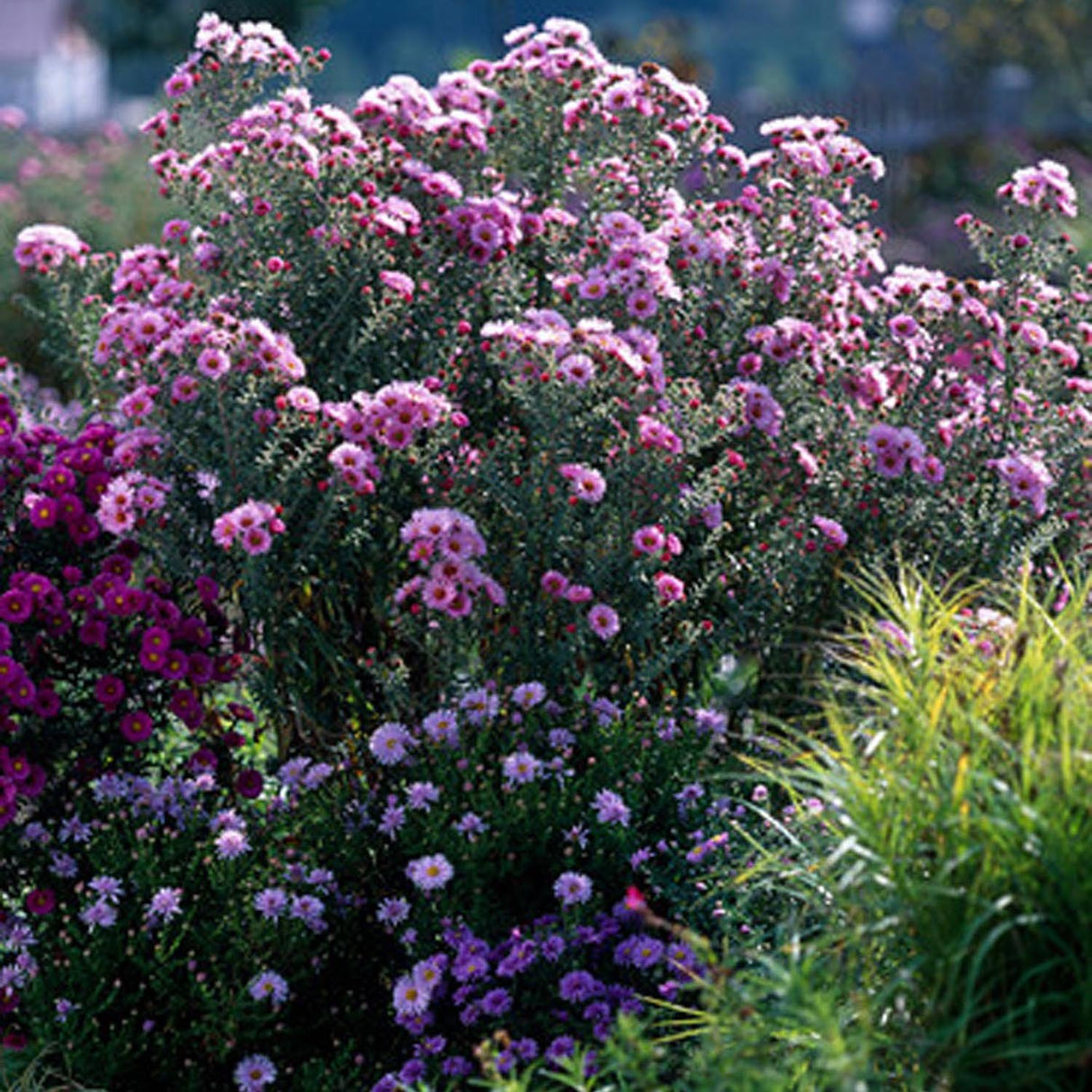 Steluta de Toamna (Aster) New York