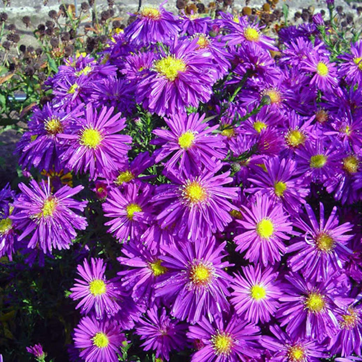Steluta de Toamna (Aster) New York