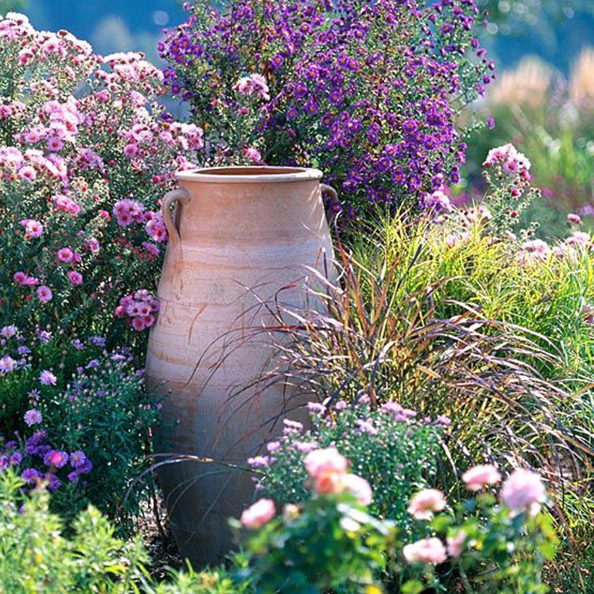 Steluta de Toamna (Aster) New York