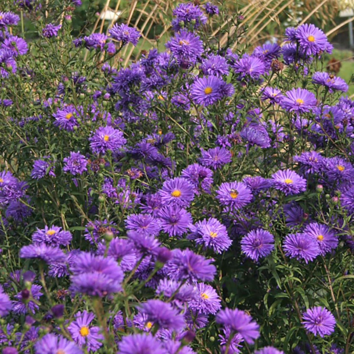 Steluta de Toamna (Aster) New York